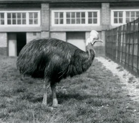 Un casuario del sur en el Zoológico de Londres en junio de 1925