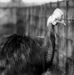 Un casuario del sur en el Zoológico de Londres en junio de 1925
