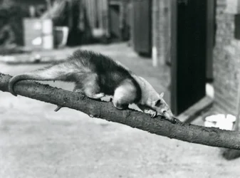 Un Tamandúa del Sur/Oso Hormiguero Collared/Oso Hormiguero Menor, caminando por una rama en el Zoológico de Londres