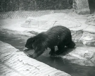 Un oso de anteojos o andino cruza un arroyo dentro de su recinto en el Zoológico de Londres, julio de 1925