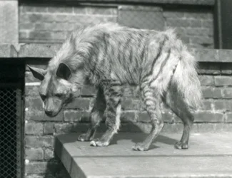 Una hiena rayada de pie en una plataforma en su recinto en el Zoológico de Londres, junio de 1925