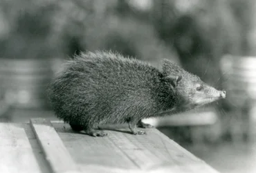 Un tenrec en el zoológico de Londres en 1929