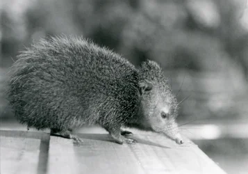 Un Tenrec en el Zoológico de Londres en 1929