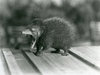 Un tenrec con la boca abierta, mostrando su amplia abertura y dientes afilados, Zoológico de Londres