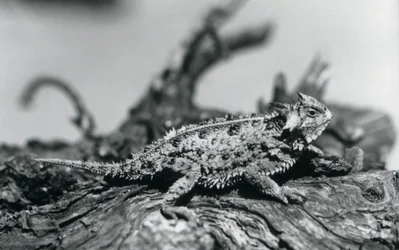 Un Lagarto Cornudo de Texas/Horntoad/HornedToad descansando en un tronco en el Zoológico de Londres en septiembre de 1928