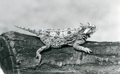 Un lagarto cornudo de Texas descansando en un tronco en el Zoológico de Londres en agosto de 1928