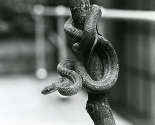 Una Serpiente Rata de Texas enrollada alrededor de una rama casi vertical en el Zoológico de Londres en agosto de 1928 (foto en blanco y negro)