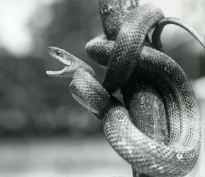 Una serpiente rata de Texas con la boca abierta, enrollada alrededor de una rama casi vertical, Zoológico de Londres, agosto de 1928