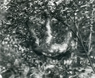 Un perezoso de tres dedos colgando de una rama frondosa en el Zoológico de Londres. Agosto de 1920.