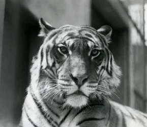 Un tigre en el Zoológico de Londres en julio de 1924