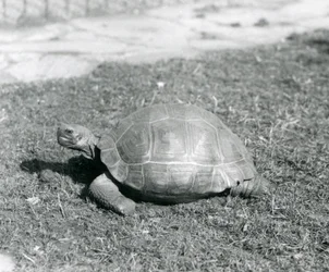 Una tortuga de pie sobre el césped en el zoológico de Londres en 1926