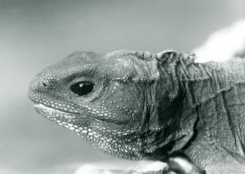 Un tuátara en el Zoo de Londres en 1928