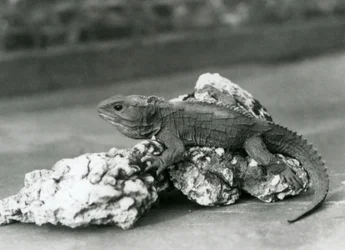 Un tuátara tendido sobre una roca en el Zoo de Londres en 1929