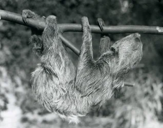 Un perezoso de dos dedos colgando de una rama cortada, Zoológico de Londres, 1927