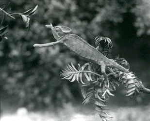 Un camaleón velado o de Yemen se encuentra en una rama frondosa y se extiende hacia otra, Zoológico de Londres, junio de 1924