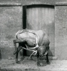 Un ciervo Wapiti en su recinto en el Zoológico de Londres en septiembre de 1927