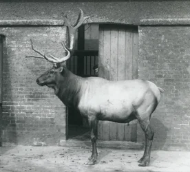 Un ciervo Wapiti en su recinto en el Zoológico de Londres en septiembre de 1927
