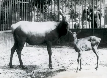 Un wapití/ciervo con su cervatillo en su corral con visitantes mirando a través de las barras, Zoológico de Londres