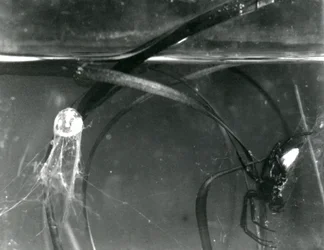 Una araña de agua y su campana de aire bajo el agua, Zoológico de Londres, octubre de 1925