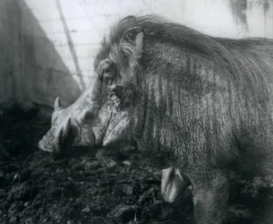 Un jabalí en el barro, Zoológico de Londres, 1927