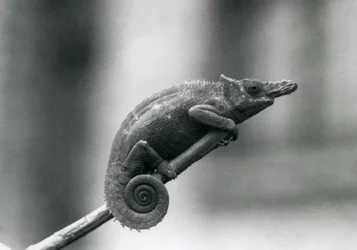 Un camaleón de dos cuernos de Usambara Occidental, Zoológico de Londres, 1927