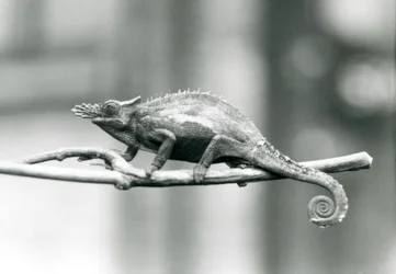 Un camaleón de dos cuernos de Usambara Occidental, Zoológico de Londres, 1927