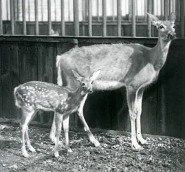 Una hembra de ciervo de Virginia de cola blanca con su cervatillo en el zoológico de Londres en agosto de 1927