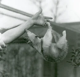 Un joven tamandúa collares colgando de los dedos de su cuidador con su cola prensil mientras intenta agarrarse al brazo del cuidador, Zoológico de Londres, abril de 1925