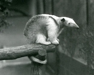 Un joven tamandúa collares sentado al final de una rama agarrándose con su cola prensil, Zoológico de Londres, 24 de abril de 1925