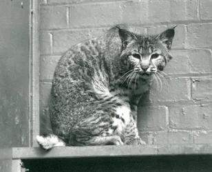Un lince rojo mirando hacia abajo desde un saliente, en su recinto, Zoológico de Londres, marzo de 1925