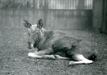 Alce macho mostrando las cicatrices de sus astas recién caídas, acostado en el Zoológico de Londres, enero 1926