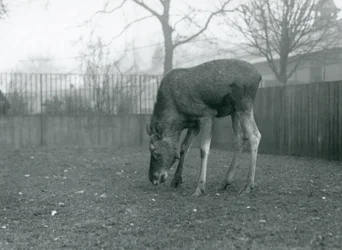 Un alce/toro alce en su corral se inclina hacia la hierba, Zoológico de Londres, enero de 1926 (foto en blanco y negro)