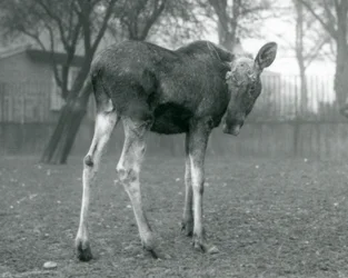 Alce macho con heridas de astas recién caídas, de pie en el Zoológico de Londres, enero 1926