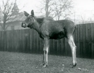 Alce macho con heridas de astas recién caídas, de pie en el Zoológico de Londres, enero 1926