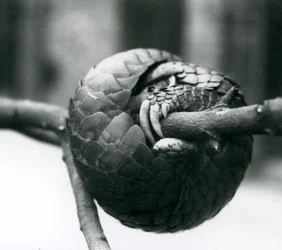 Un pangolín chino en peligro crítico descansando, enrollado alrededor de una rama horizontal, Zoológico de Londres, antes de 1930