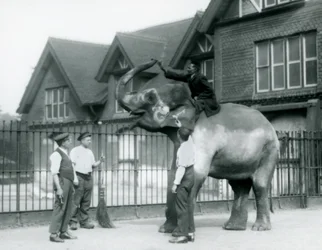 Un Elefante Indio decorado, con tres cuidadores y entrenador, fuera de la Casa del Elefante en el Zoológico de Londres en 1927