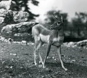 Una hembra de Blackbuck en el zoológico de Londres en 1924