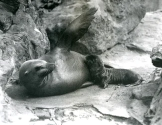 Una leona de California acostada en una terraza rocosa, mientras alimenta a su cría, Zoológico de Londres, julio de 1925