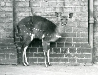 Una hembra de bushbuck del Cabo contra una pared en el Zoológico de Londres en octubre de 1927