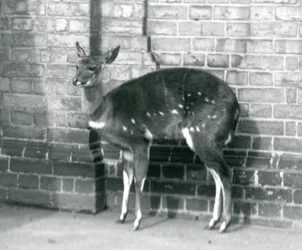 Una hembra de imbabala o bushbuck del Cabo de pie contra una pared en el Zoológico de Londres, 6 de octubre de 1927