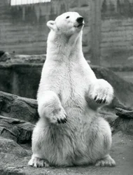 Una osa polar sentada en sus cuartos traseros en las terrazas Mappin en el Zoológico de Londres en septiembre de 1928