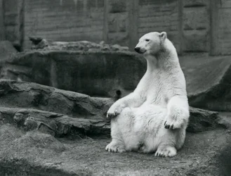 Una osa polar sentada en sus cuartos traseros en las terrazas Mappin en el Zoológico de Londres en septiembre de 1928
