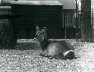 Antílope acuático hembra en su recinto en el Zoológico de Londres, junio de 1924