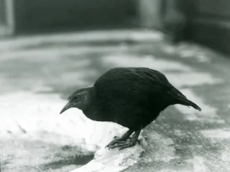 Una gallina weka maorí sin vuelo en el Zoológico de Londres en 1927