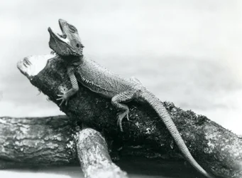 Un dragón barbudo con la boca abierta aferrado a un tronco, Zoológico de Londres, agosto de 1928
