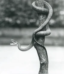 Una serpiente rata de Texas enrollada alrededor de una rama vertical en el Zoológico de Londres en agosto de 1928 (foto en blanco y negro)