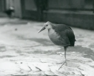 Un rascón de cuello gris o rascón de capucha gris (Aramides cajaneus) de pie sobre una pierna en el Zoológico de Londres en septiembre de 1927