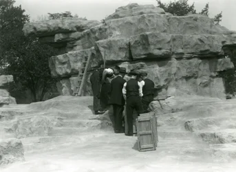 Un grupo de cuidadores desempacando babuinos sagrados entre las rocas de 