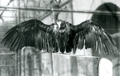 Un buitre encapuchado, de pie sobre un tronco con las alas extendidas, disfrutando de una lluvia de abril en el Zoológico de Londres, antes de 1930