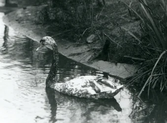 Un cisne híbrido, Mudo x Negro, nadando en un estanque en el Zoológico de Londres en 1927